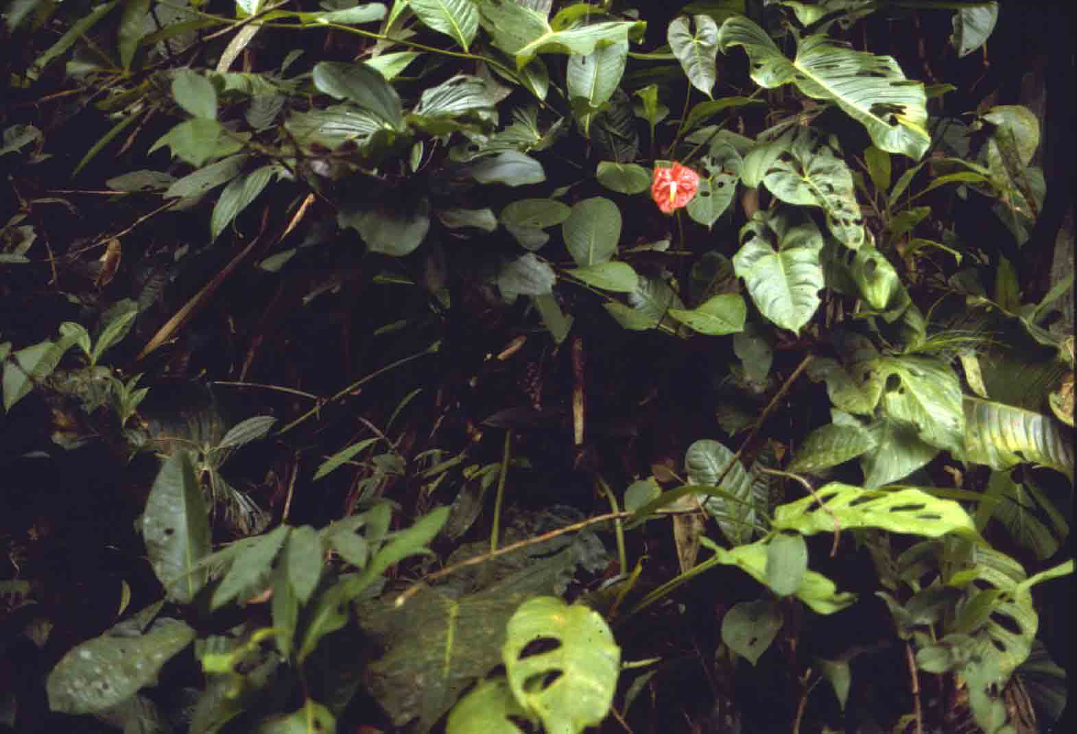 Anthurium andreanum in habitat