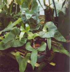 Anthurium brownii, three clones