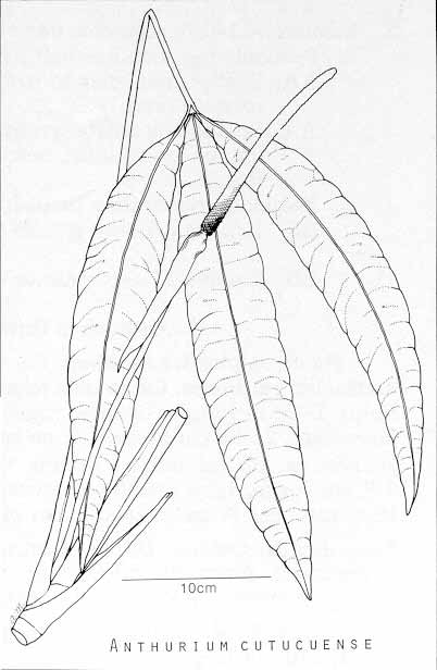 Anthurium cutucuense