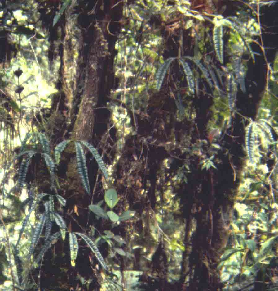 A. cutucense in habitat
