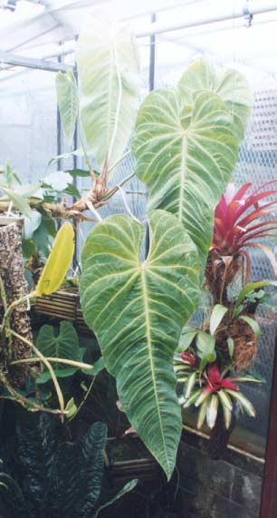 Anthurium marmoratum