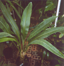 Anthurium oxyphyllum