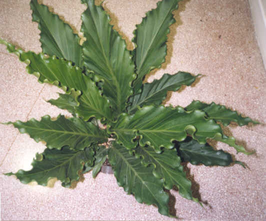 Anthurium plowmanii 'Fruffles'