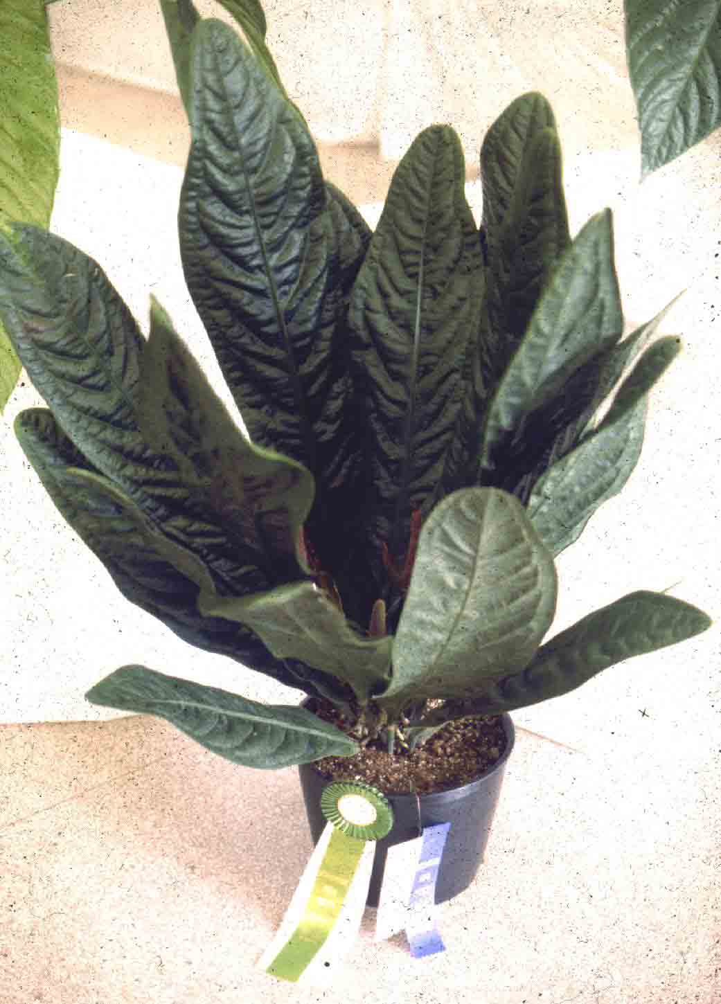 Anthurium						superbum