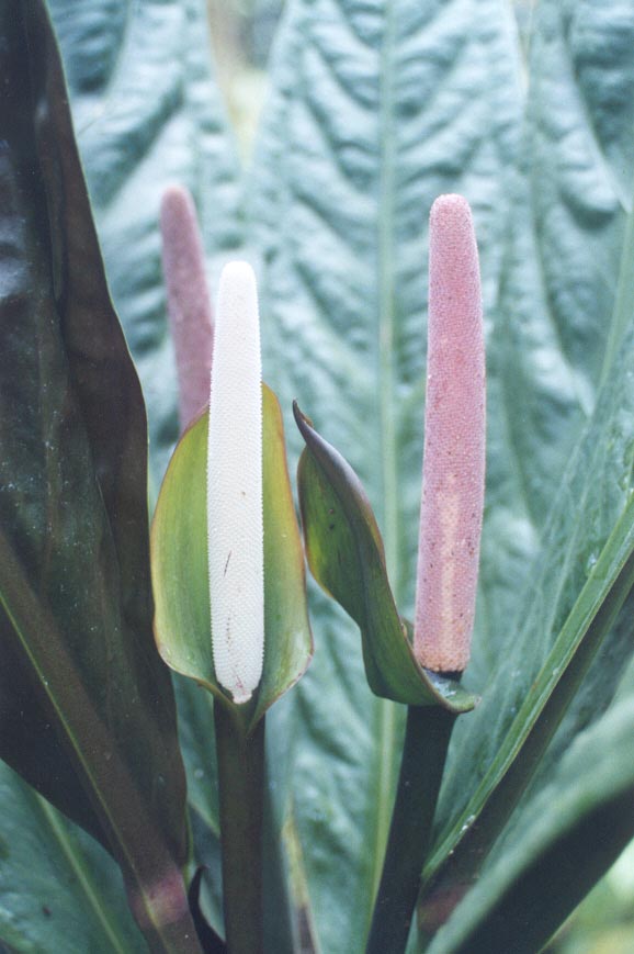 Anth. superbum inflorescence