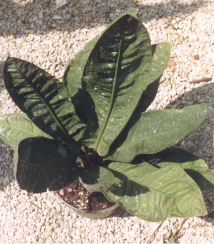 Anthurium willifordii
