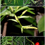 Fig. 1. Pothoidium lobbianum Schott. A & D. Flowering branches of cultivated pistillate plant. B. Detail of pistillate inflorescences. C. Flowering staminate plant, in habitat, Philippines. E. Fruiting plant, in cultivation. F. Detail of developing and ripe fruits, in cultivation. AB, DE in cultivation, Jardin Botanique de la ville de Lyon, France. Images © David Scherberich, used with permission. C. © Pieter Pelser. Used with permission.