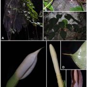 Fig. 1. Schismatoglottis monoplacenta M.Hotta. A. Plants in habitat on karst limestone formations en route to Clearwater Cave, Mulu N.P., Sarawak. B. Detail of plants growing on bare limestone. C. Limestone deposits (dark green leaf blades, owing to algae growing on the limestone coating) as compared with a newly expanded (bright green leaf blade, centre) leaf. Plants in cultivation retain bright green leaf blades. D. Detail of leaf tip (abaxial view), showing the pronounced drip-tip (ca. 1.5 cm long) and the conspicuous pellucid veins. E. Inflorescence at pistillate anthesis. F. Spadix at pistillate anthesis (spathe artificially removed). G. Inflorescence at staminate anthesis, just after pollen release. The strings of pollen are clearly visible on the fertile (staminate) portion of the spadix. Note that the spathe limb has discoloured by the onset of staminate anthesis. CG from P.C.Boyce et al. AR-1966. All images © Peter C. Boyce.