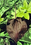Typhonium pedunculatum