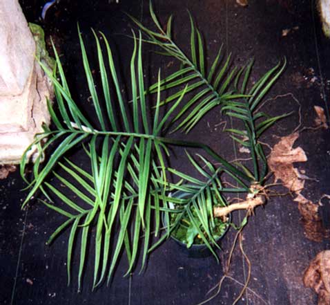 Philodendron cf. tortum. This plant from a cutting of the "broad-leaflet" variety.