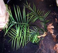 Philodendron cf. tortum.  Plant from cutting of "broad-leaflet variety.