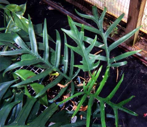 Philodendron cf tortum. "Juvenile" leaves on a plant from a cutting. Note the differences between this plant and the plant in previous image of the broad-leaflet variety.