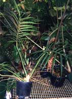 Philodendron cf. tortum.  Entire "leggy" plant in bloom.  Note the large curved "claw" at the base of peduncles and recent petiole of broad-leaflet variety.