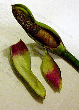 Inflorescence of Philodendron tortum, spathe cut away to show spadix. Note the interior color of spathe.