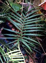 Philodendron cf. tortum.  Entire leaf and petiole.  Note the posterior divisions of broad leaflets variety.