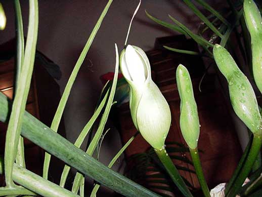Inflorescence of Philodendron cf. tortum at anthesis.