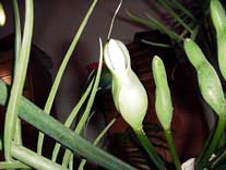 Inflorescence of Philodendron tortum at anthesis.