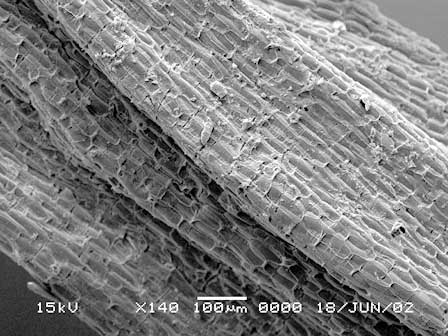 Middle aged viable root of Cryptocoryne at 140 X magnification.