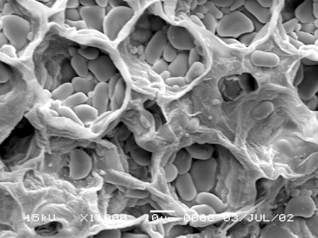 Cryptocoryne Starch Grains