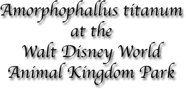 Amorphophallus titanum at the Walt Disney World Animal Kingdom Park