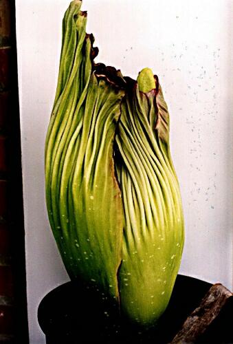 amorphophallus titanum seeds. hot Amorphophallus titanum Bonn amorphophallus titanum seeds.