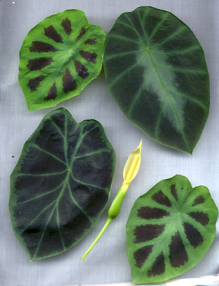 Live scan art of Colocasia affinis jenningsii by Joe Wright