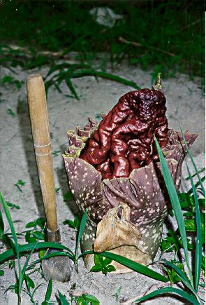 A close-up view of Amorphophallus paeoniifolius inflorescence.