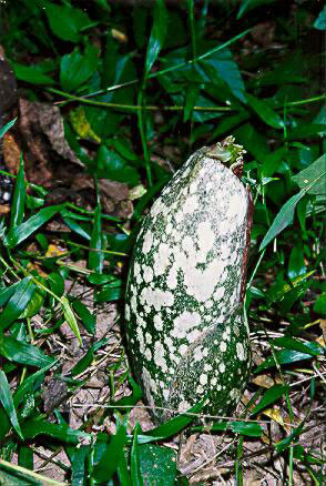 The opening inflorescence of <u>Amorphophallus paeoniifolius.