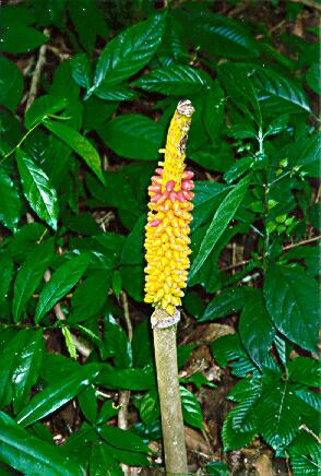 The infructescence of <u>Amorphophallus paeoniifolius.