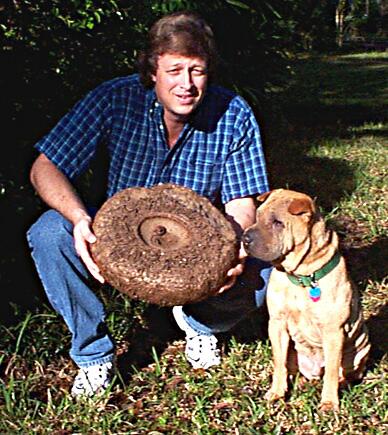 The tuber of Amorphophallus paeoniifolius.