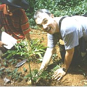Jim Symon collecting Amorphophallus.