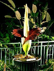 The 1998 blooming of Amorphophallus titanum 'Mr. Stinky' at Fairchild Tropical Gardens.  Image copyright 1998 by Craig Allen.