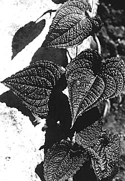 Fig. 10 - A. clidemioides