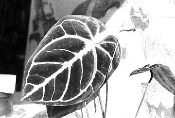 Fig. 26 - A. crystallinum