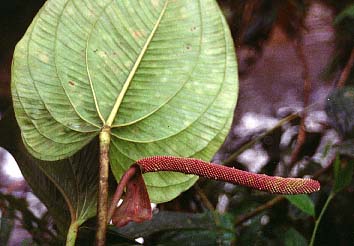 Fig. 23 - A. ovatifolium