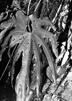 Fig. 45 - A. podophyllum