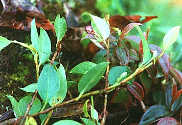 Fig. 3 - A. scandens