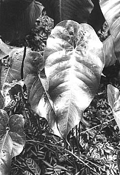 Fig. 8 - A. standleyi