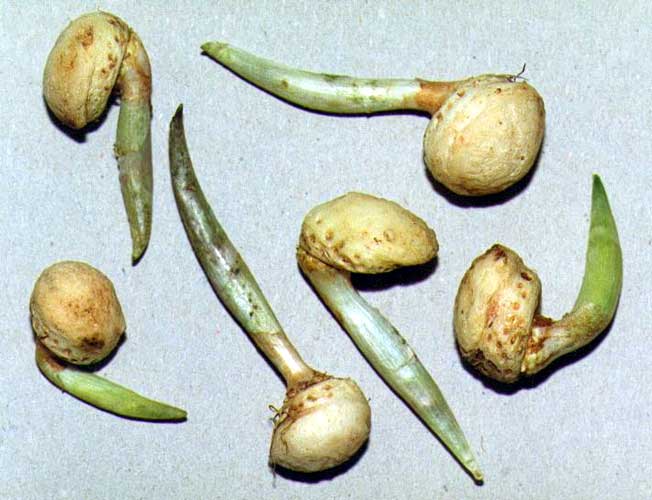 Figure11. A. clavatum. Even flowering-sized tubers are rather small.