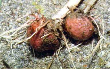Figure 30. Small tubers of the typical A. concinnum.