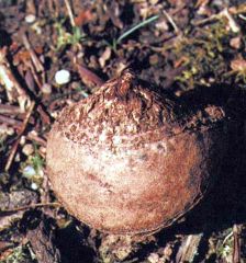 Figure 10. A. costatum showing the typical, small rounded tuber.