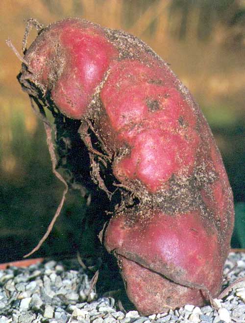 Figure 20. Tuber of A. franchetianum, side view.