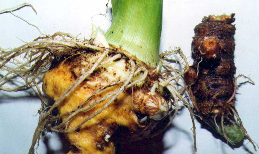 Figure 7. Compare the tubers of A. galeatum (left) with A. speciosum (right).