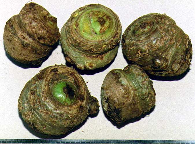 Figure 32. A recent Chinese introduction from Gaoligong - a species still undescribed - with huge, cylindrical tubers, exceptional in Sinarisaema.