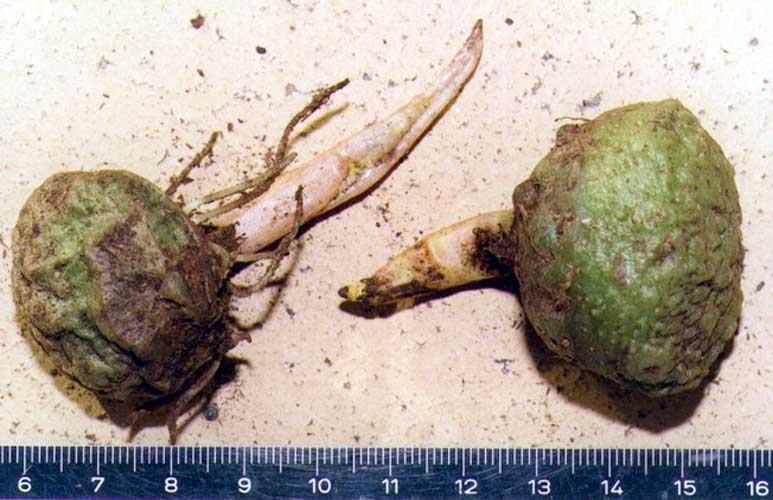Figure 22. Tubers of A. lobatum are subglobose, greenish, and have a conspicuous thick central shoot.