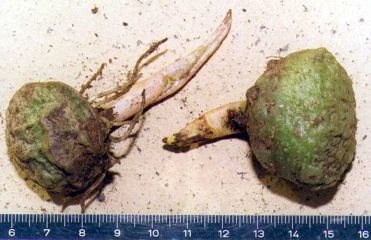 Figure 22. Tubers of A. lobatum are subglobose, greenish, and have a conspicuous thick central shoot.