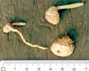 Figure 18. Tubers of A. omeiense are very small and stoloniferous.