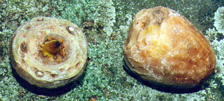 Figure 9. The tubers of A. propinquum are not very different from those of A. dilatatum.
