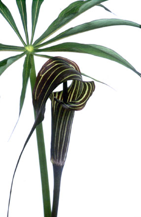 Arisaema species 'CT369'