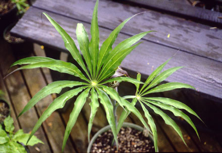 Arisaema CT369 leaves